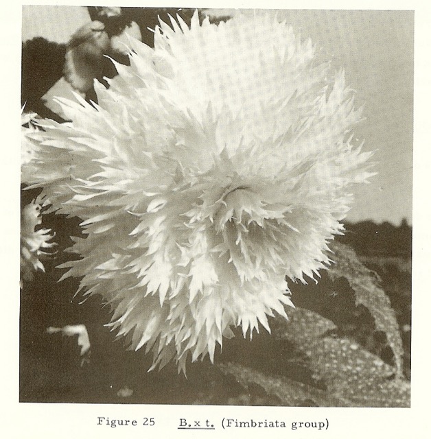 B. ‘Fimbriata’